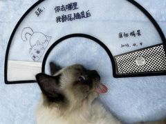 -瑞派康怡24h宠物医院·犬猫医疗中心·微创绝育(瑞景分院)