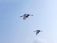 -盐城丹顶鹤湿地生态旅游区