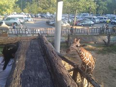 -清迈夜间动物园