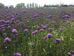 -杭州湾海上花田景区