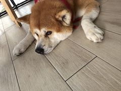 -Dog in Town Ekkamai