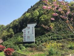 -祁门牯牛降观音堂风景区