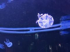 -左海海底世界