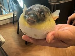 -肆月河豚·新淮扬(金融街店)