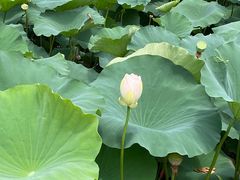 -白塘生态植物园