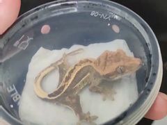 -酷以爬仙阁实体爬宠店·守宫·蜥蜴·专业繁育