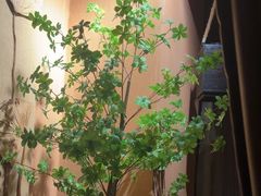 -泰·菩提树下[泰式按摩x精油SPAx肩颈头疗](新景店)