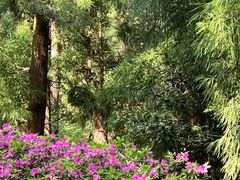 -天目山大树王景区