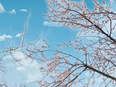 -桃花堤公园