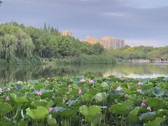-成都南湖公园