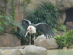 -新加坡飞禽公园