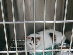 -瑞派动物医院·猫专科·至诚(江南中分院)