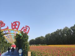 -金塔沙漠胡杨林景区