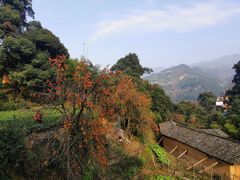 -杨家堂村
