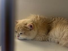 -十月米努特矮脚猫舍