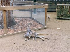 -可伦宾野生动物保护区