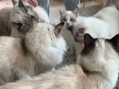 -喵喵咪呀布偶猫咖(春熙路店)