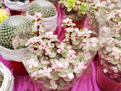 -秦美花卉(天朗·莱茵小城2期店)