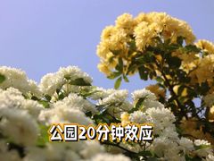 -陆家嘴中心绿地