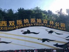 -西双版纳原始森林公园