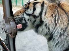 -西安秦岭野生动物园