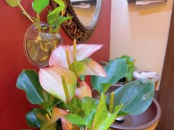 -YZ誉株·塑颜美容中心