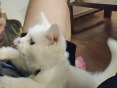 -楼上猫咖(罗湖店)