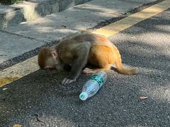 -黔灵山公园