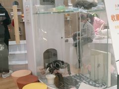 -COLOR PETS 撸猫馆·购猫·猫咖(长风大悦城店)
