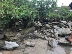 -宝安西湾红树林湿地公园