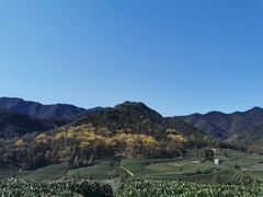 -龙坞茶村