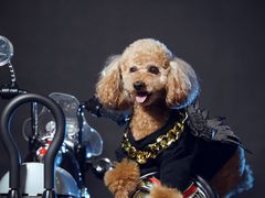 -超宠爱宠物摄影-Super pet