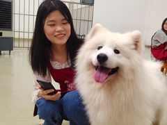 -星多哈·狗咖·拼豆·咖啡