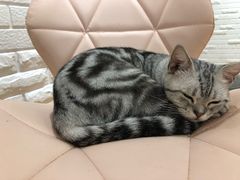 -momokira米努特·德文卷毛猫·棉花面纱犬
