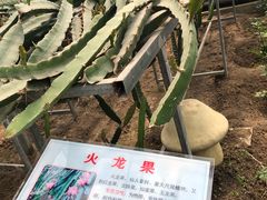 -兰陵国家农业公园