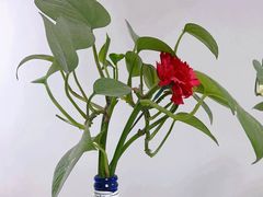 -中国中医科学院望京医院(院本部)