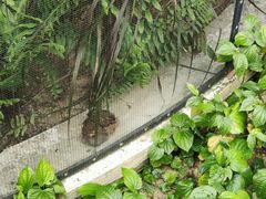 -新加坡飞禽公园