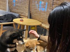 -南京Hallo宠物乐园·哈罗犬舍·柴犬繁育基地
