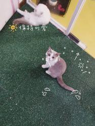 -七巧国萌宠乐园(龙湖天街店)