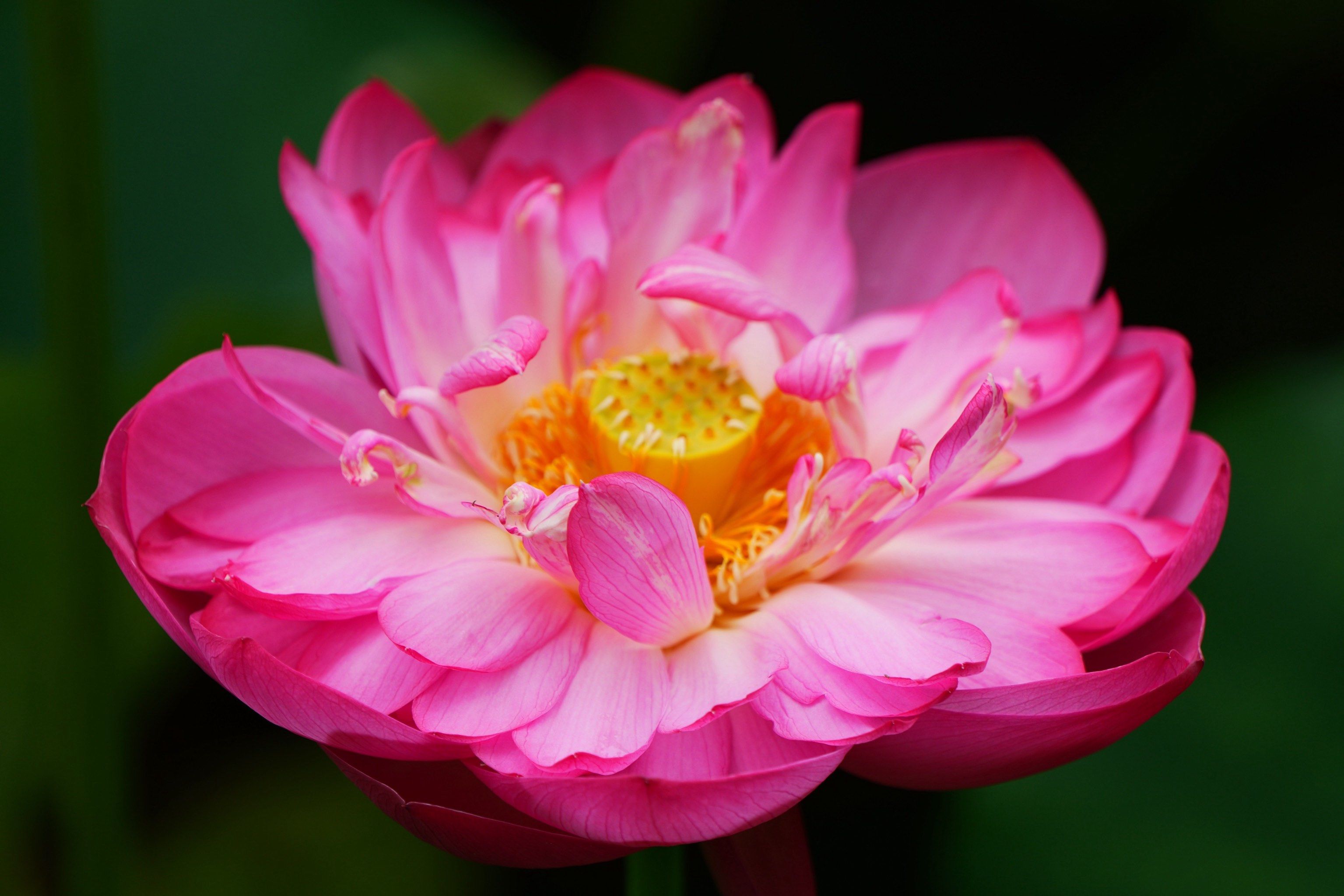 天天领红包#创作者赏金计划#我镜头里的夏日城市光影#荷花 #一花一草