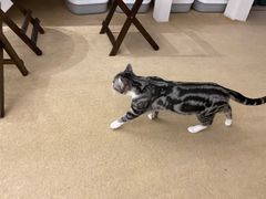 -猫友咖啡店(玉林西路店)