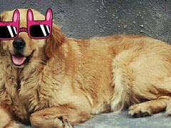 -康旭宠物医院(郑州总院)