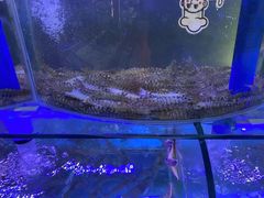 -晶渔坊·海鲜私房菜(东夷小镇店)