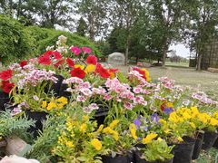 -洛阳郁金香牡丹园