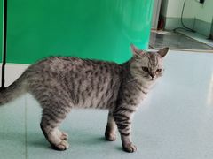 -汪喵宠物医院·骨科心脏影像·犬猫急重症ICU诊疗中心(成华分院)