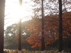 -艾溪湖湿地公园