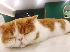 -飞行喵MR PILOT|猫舍·猫咖(静安大融城店)