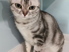 -纳吉亚猫专科动物医院·北北分院