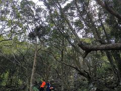 -银瓶嘴森林公园
