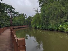 -大湾区中央湿地公园